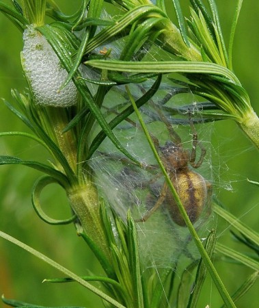 Cheiracanthium erraticum